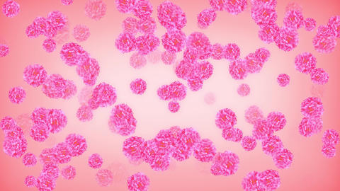 carnation00304