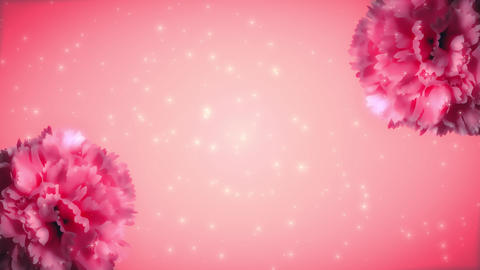 carnation000305