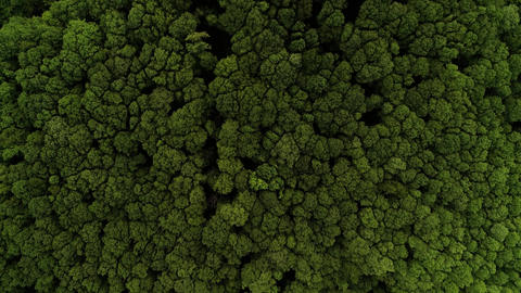 Forest drone shot top down camera moving flying forward tree tops green 2 of 2 continued