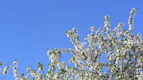 True color close view of cherry tree flowers on a blue sky background