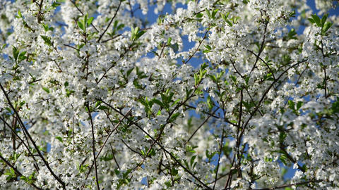 Very close view of cherry tree flowers on a blue sky background