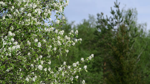 Close view of Amelanchier mespilus flowers on a green forest background