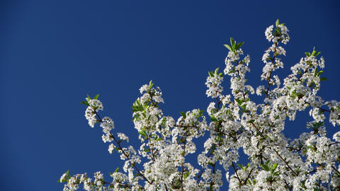 High-contrast close view of cherry tree flowers on a blue sky background