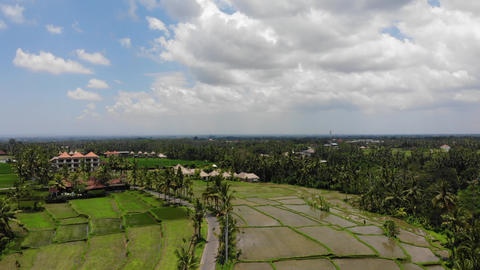 Rice Terraces In Indonesia Bali