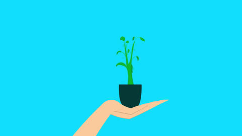 Plant in a hand
