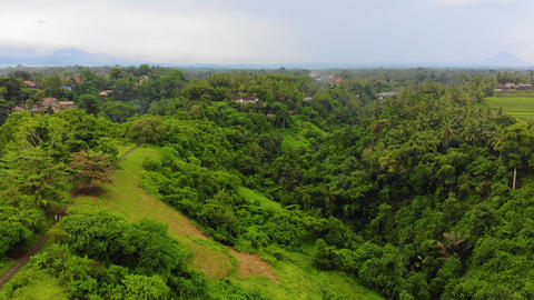 Drone Flight Over Bali Jungle