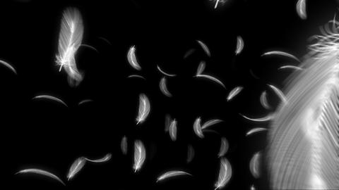 Feather