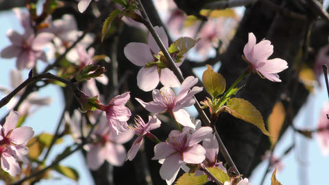 片丘桜 (カタオカザクラ)