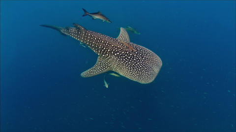 Whaleshark topshot
