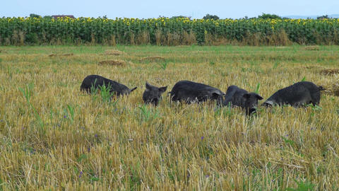 Black pigs grazing in the field mangulica passing through shot