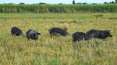 Black pigs grazing in the field mangulica passing through shot 02