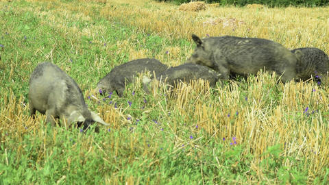 Black pigs grazing in the field mangulica passing through shot 03