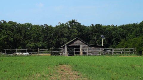 Coral horses grazing forest behind