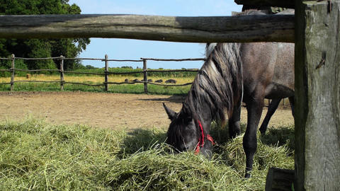 Horse grazing in a coral hay mangulica piglets pass in the distance