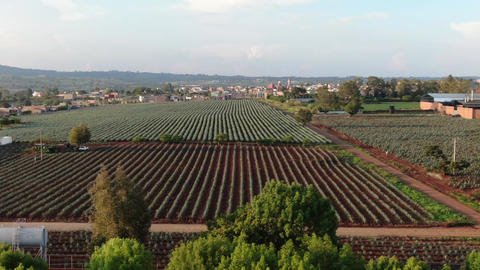 Agave field from the air