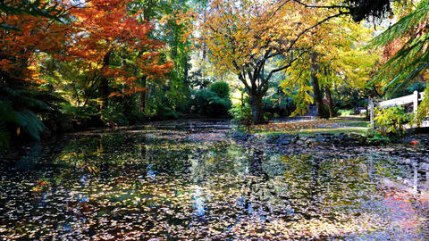 Still pond in autumn