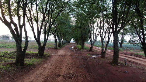 Traveling among trees on a stoned path