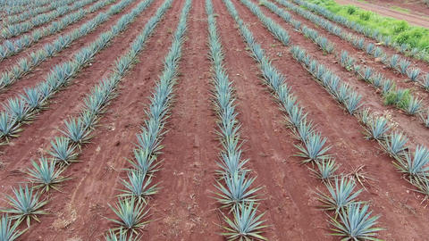 Agave plantation for tequila production, view from drone