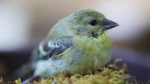 Goldfinch regains consciousness