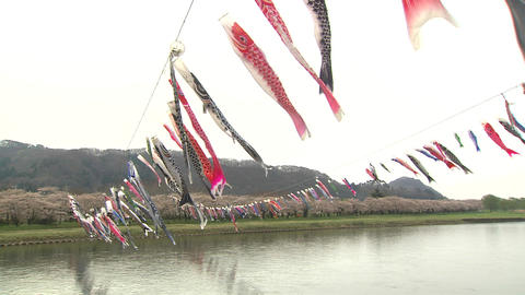 北上市立公園 こいのぼり