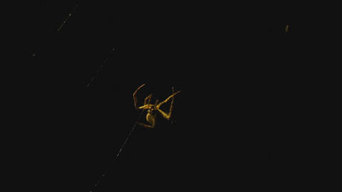 The spider weaves a web of near lantern