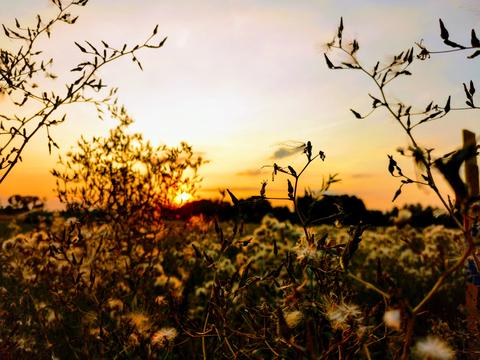 Autumn (flowers, nature, yellow, sun, sunset, landscape)