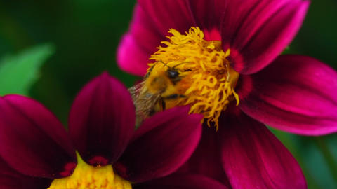 Bumblebee on dahlia flower