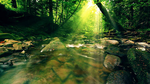 mountain stream in the forest