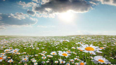 summer landscape. field of blooming daisies