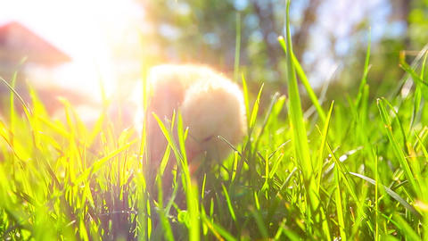 small chickens in a green grass