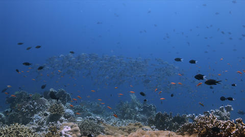 School of Humpback Snapper on a coral reef 4k GIF 14257892 | MotionElements