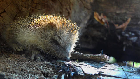 Sweet hedgehog in nature.Ultra hd 4k, real time