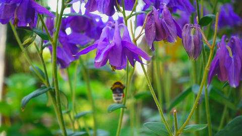 Bumblebee on aquilegia flower