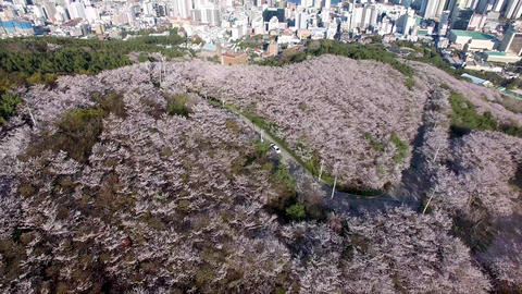 Aerial View of Cherry Blossoms Blooming in Geumryeonsan Mountain, Busan, South Korea, Asia