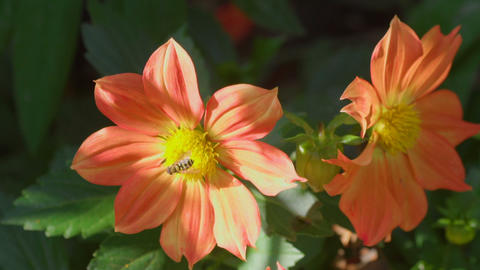 Fly on dahlia flower, macro