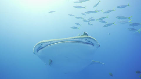 20200116 Okinawa StockPhoto 30fps 0
