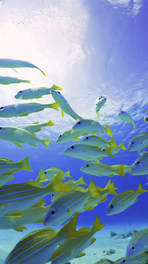 Underwater vertical video of scuba diving