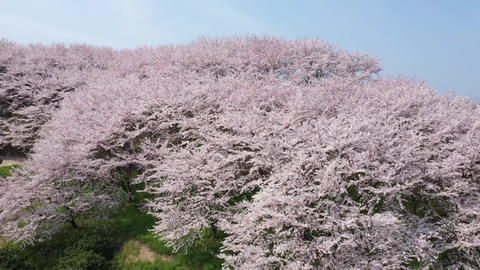 桜の空撮映像 広島県佐木島 塔の峰千本桜