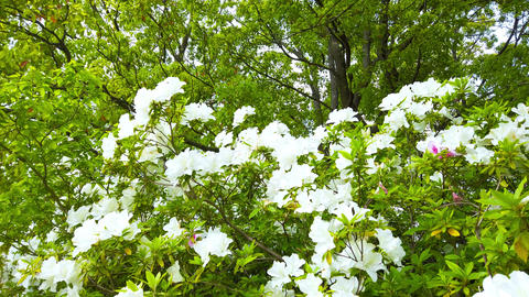 Azalea