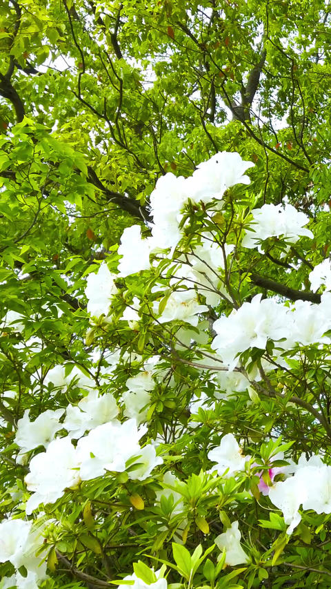 Azalea_portrait