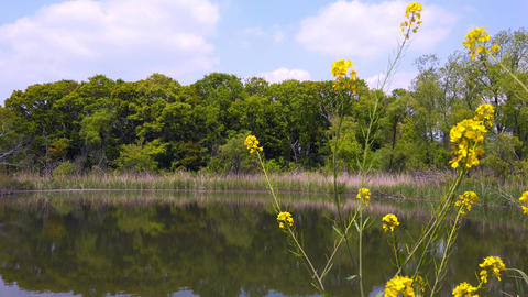 Pond