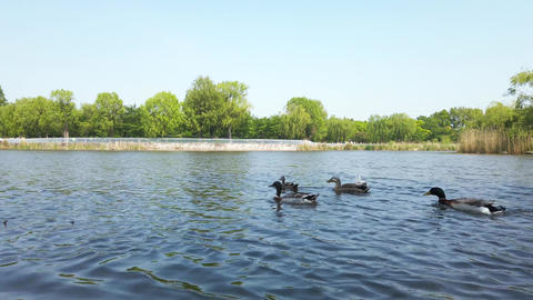 Pond duck