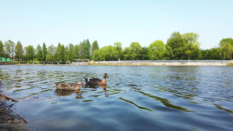 Pond duck