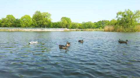 Pond duck