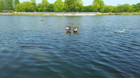 Pond duck