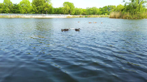 Pond duck