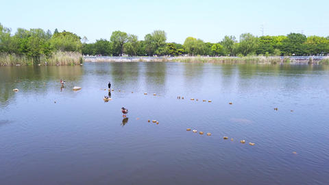 Pond duck