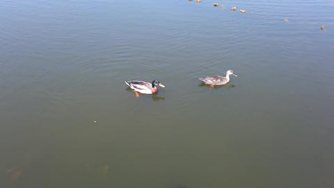 Pond duck