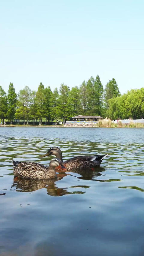 Pond duck_portrait