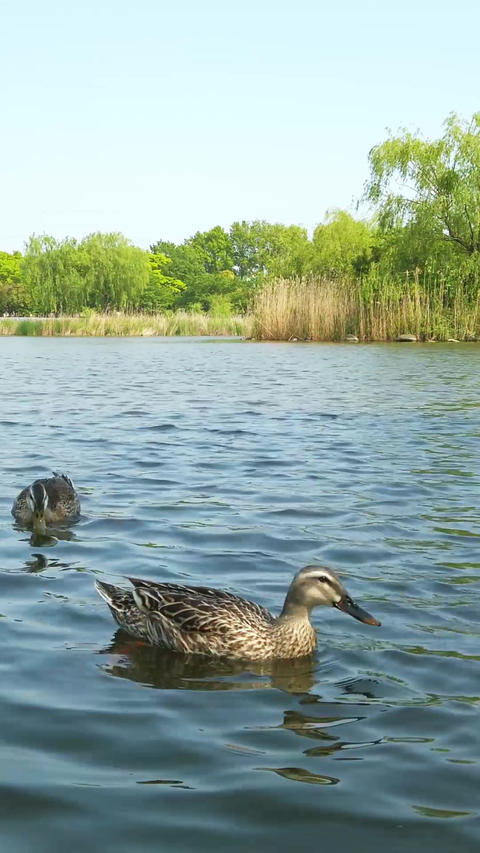 Pond duck_portrait